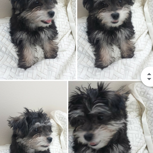 Meet your Posher, Vanessza 🐠Posh Ambassador🐠 - Picture 2 of 16